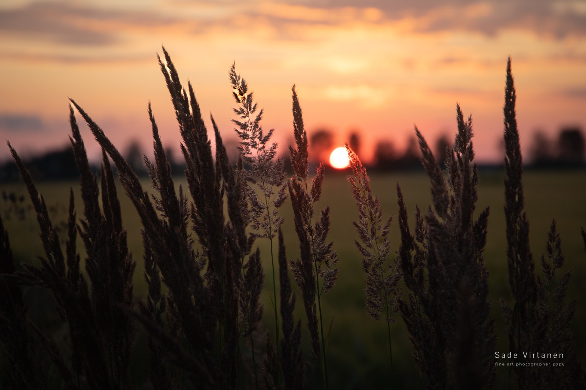 Tummia heinän tähkiä etualalla, auringonlasku taustalla ja lämmin oranssi taivas sumuisessa maisemassa.